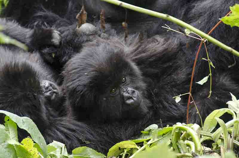 Gorila - selva de Virunga - parque nacional de los Volcanes - Ruanda 04.jpg